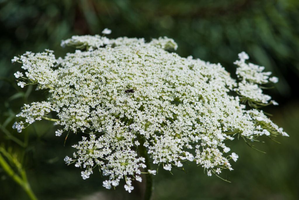 How to tell the difference between Queen Anne's lace and poison hemlock?